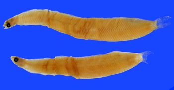 Media type: image; Ichthyology 28430